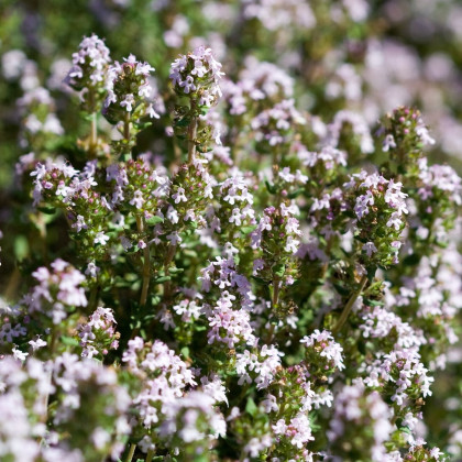 BIO Tymián - Thymus vulgaris - bio semena tymiánu - 500 ks