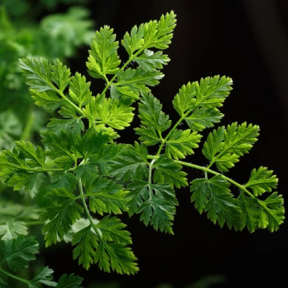 BIO Kerblík setý Fijne Krul - Anthriscus cerefolium crispum - bio semena kerblíku - 400 ks