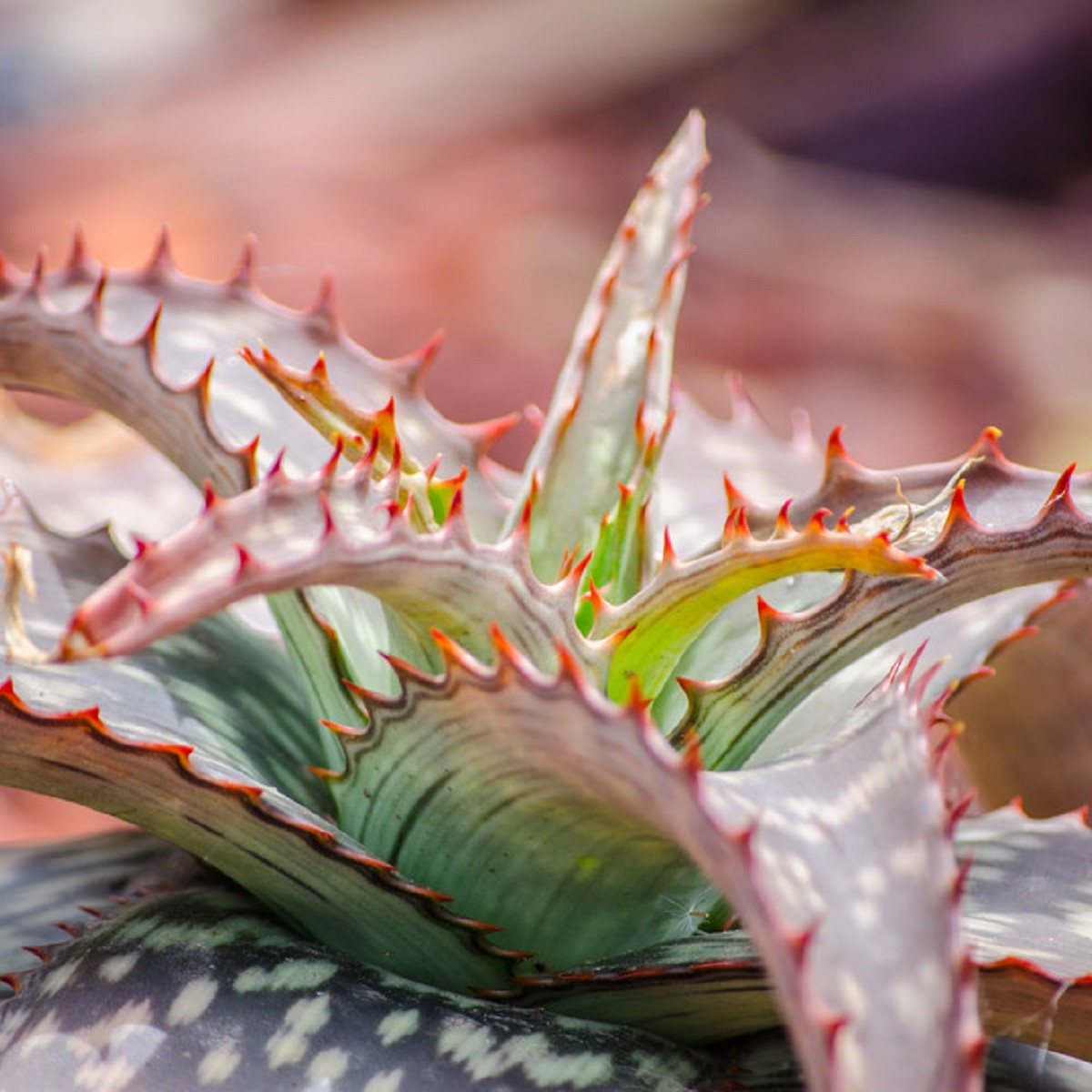 Aloe - Aloe branddraaiensis - semena aloe - 6 ks