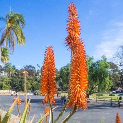 Aloe stromovitá - Aloe arborescens - semena aloe - 6 ks