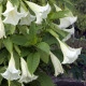 Brugmansie bílá - Andělská trubka - Brugmansia arborea - semena brugmansie - 10 ks