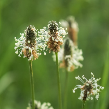 Jitrocel kopinatý - Plantago lanceolata - semena jitrocele - 0,2 g