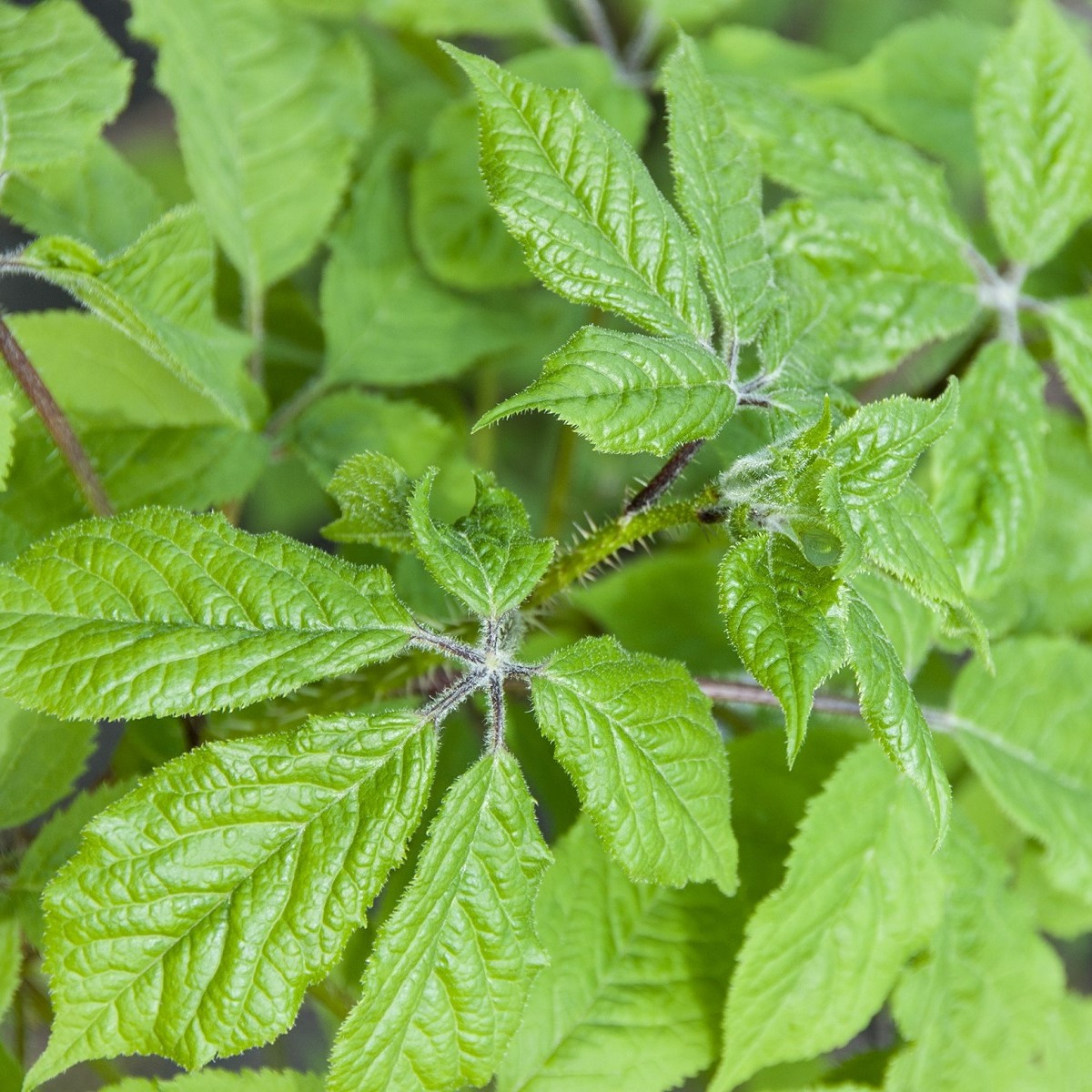 Ženšen sibiřský - Eleutherococcus senticosus - semena ženšenu - 10 ks