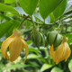 Kananga wonna - Cananga odorata - nasiona kanangi - 8 szt.