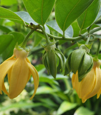 Kananga wonna - Cananga odorata - nasiona kanangi - 8 szt.