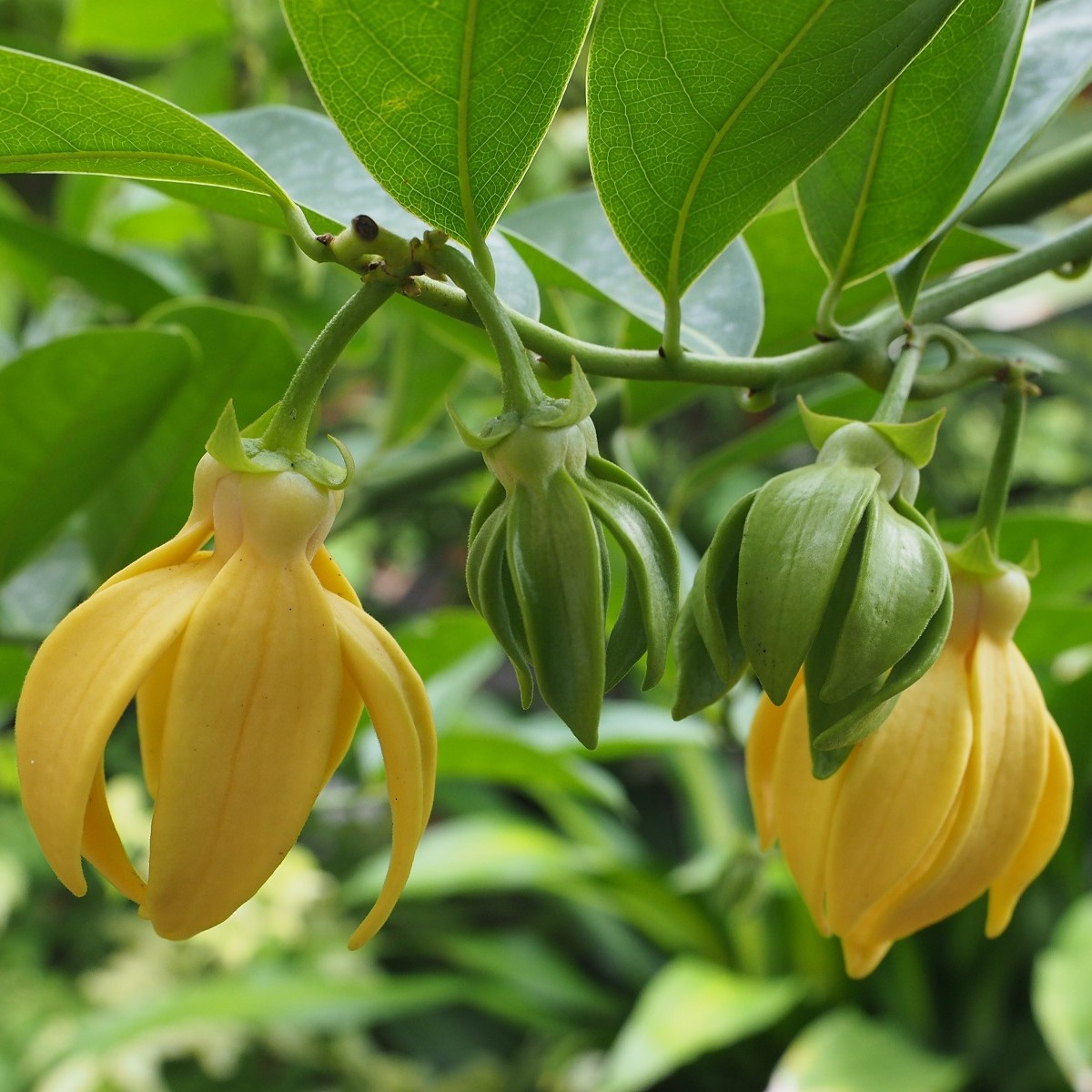 Kananga wonna - Cananga odorata - nasiona kanangi - 8 szt.