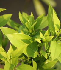 Kafrovník lékařský - Cinnamomum camphora - semena kafrovníku - 6 ks