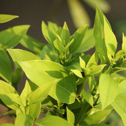 Kafrovník lékařský - Cinnamomum camphora - semena kafrovníku - 6 ks