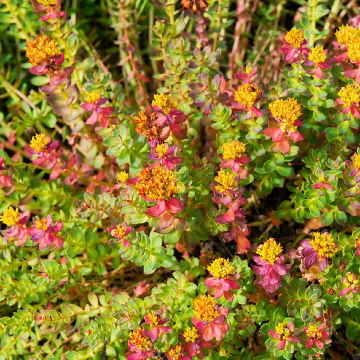 Rozchodnice růžová - Rhodiola rosea - semena rozchodnice - 8 ks