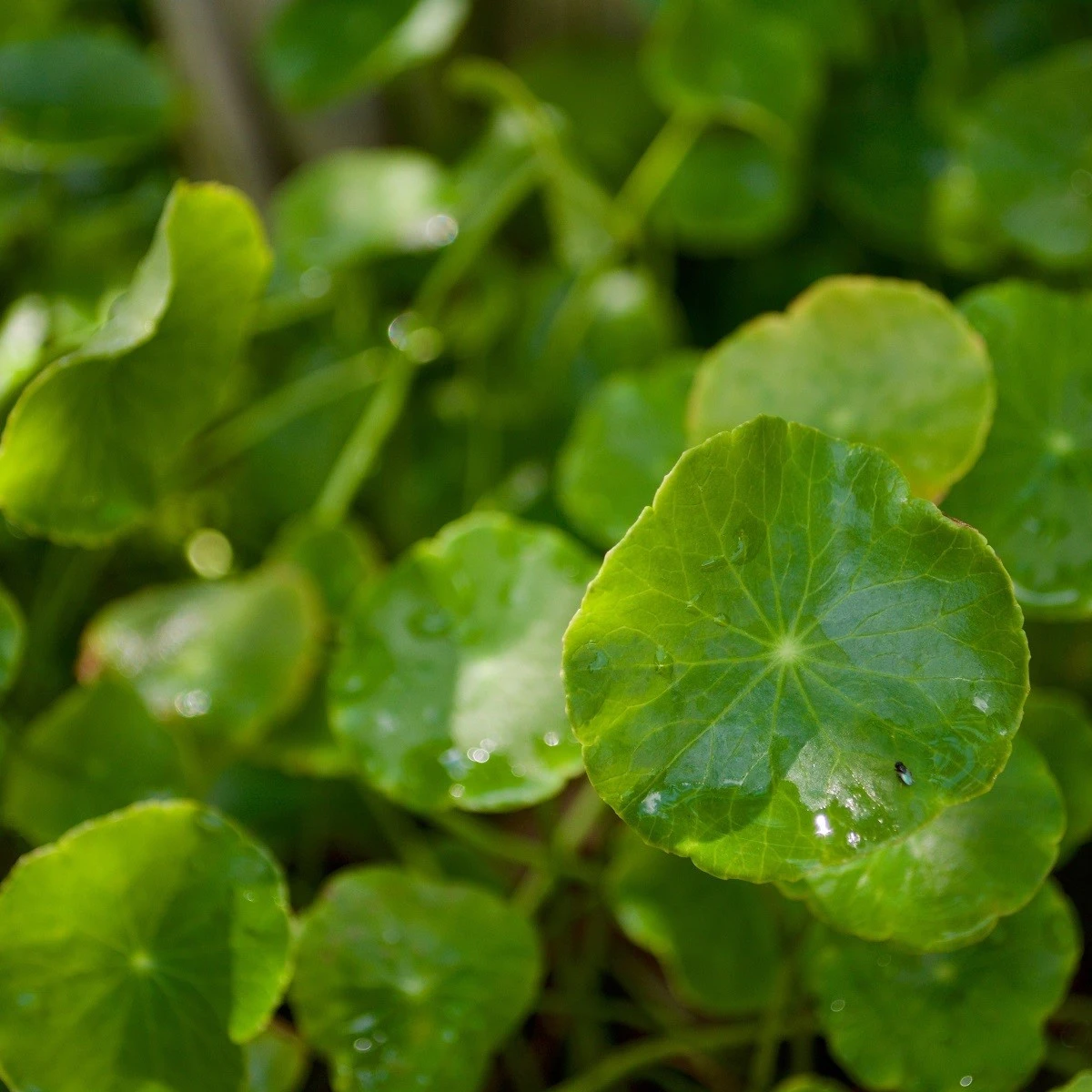 Gotu Kola - Centella asiatica - semena gotu - 4 ks