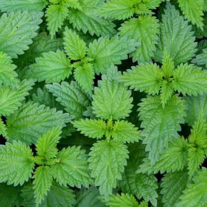 Kopřiva dvoudomá - Urtica dioica - semena kopřivy - 800 ks