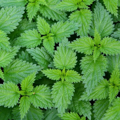 Kopřiva dvoudomá - Urtica dioica - semena kopřivy - 800 ks