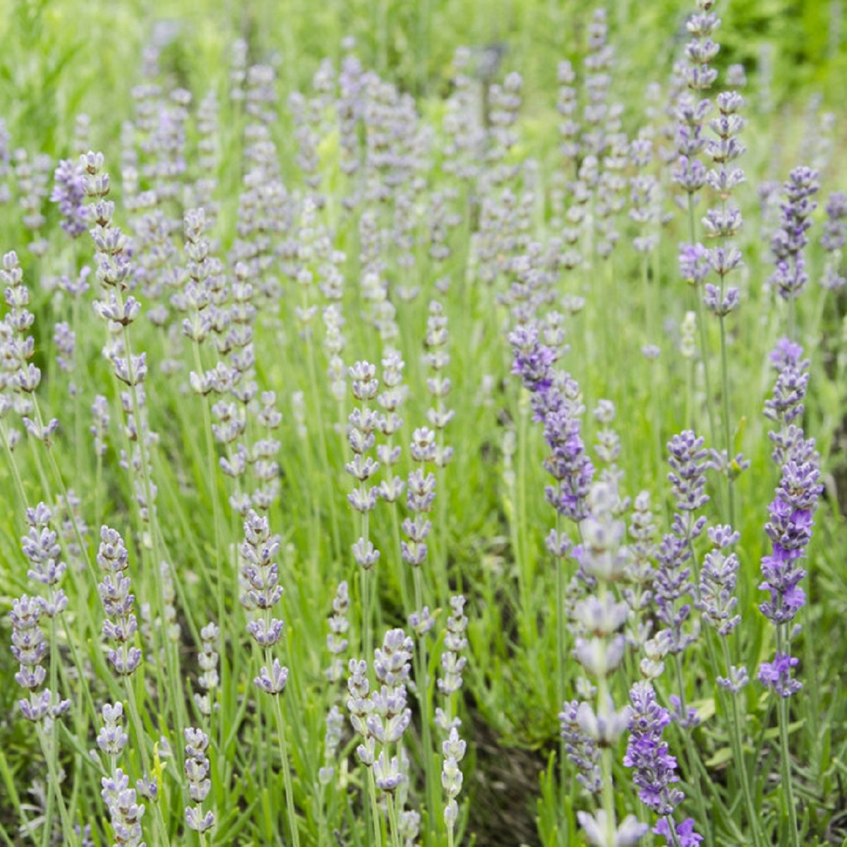 Levandule lékařská růžová SPECIÁL - Lavandula angustifolia - semena levandule - 15 ks