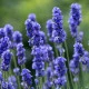 Levandule lékařská Provence Blue - Lavandula angustifolia - semena levandule - 15 ks
