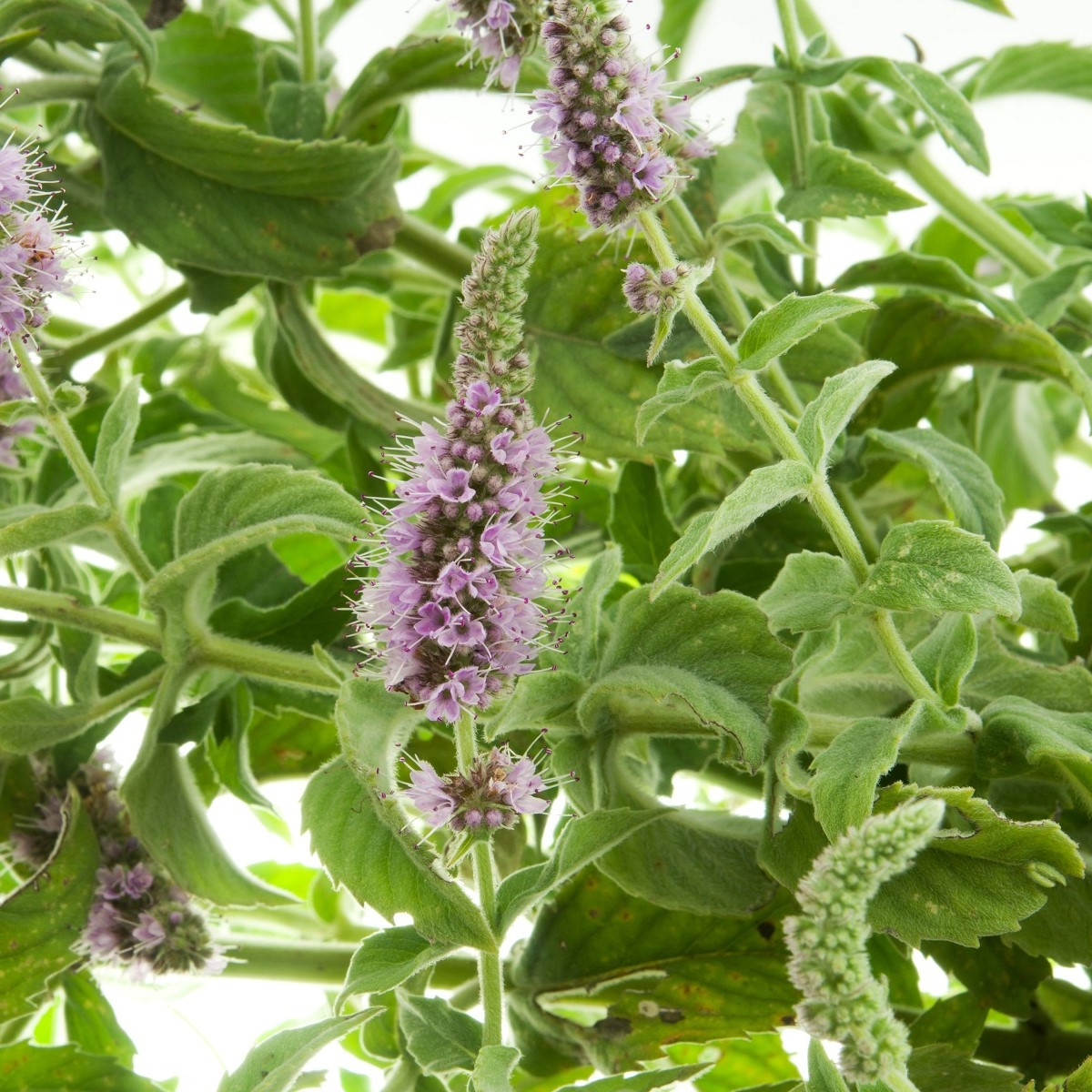 Máta rolní - Mentha arvensis - semena máty - 20 ks