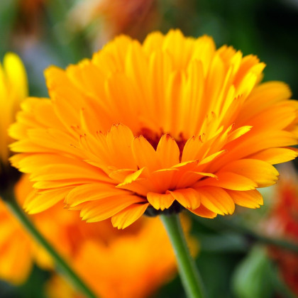 Měsíček lékařský - Calendula officinalis - semena měsíčku - 65 ks