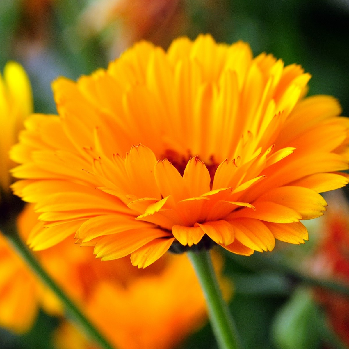 Měsíček lékařský - Calendula officinalis - semena měsíčku - 65 ks