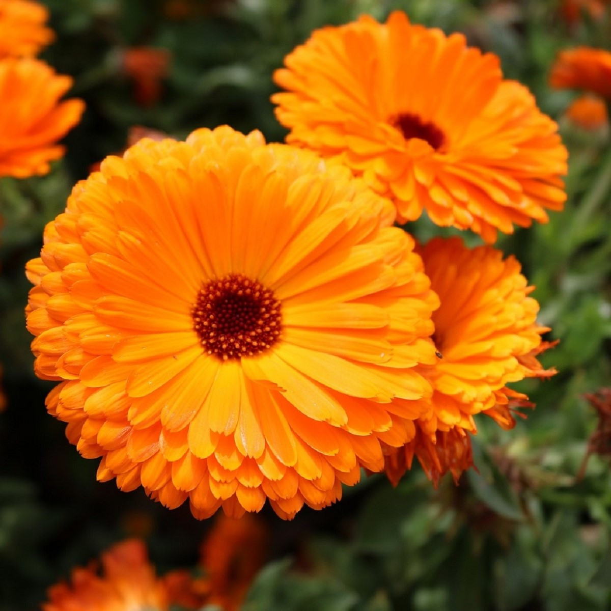Měsíček lékařský Plamen Plus - Calendula officinalis - semena měsíčku - 85 ks