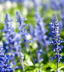 Yzop lékařský modrý - Hyssopus officinalis - semena yzopu - 200 ks