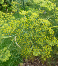 Anýz - Pimpinella anisum - semena anýzu - 250 ks