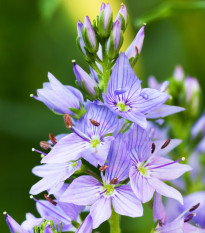 Rozrazil lékařský - Veronica officinalis - semena rozrazilu - 30 ks