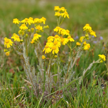 Rmen barvířský - Anthemis tinctoria - semena rmenu - 500 ks