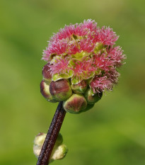 Krvavec menší - Sanguisorba minor - semena krvavce - 8 ks