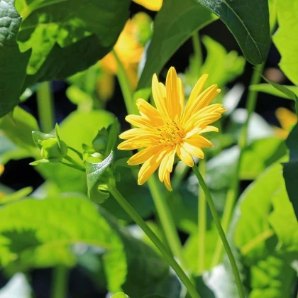 Mužák prorostlý - Silphium perfoliatum - semena mužáku - 8 ks