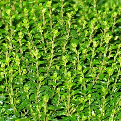 Tymián Anglická zima - Thymus vulgaris - semena tymiánu - 50 ks