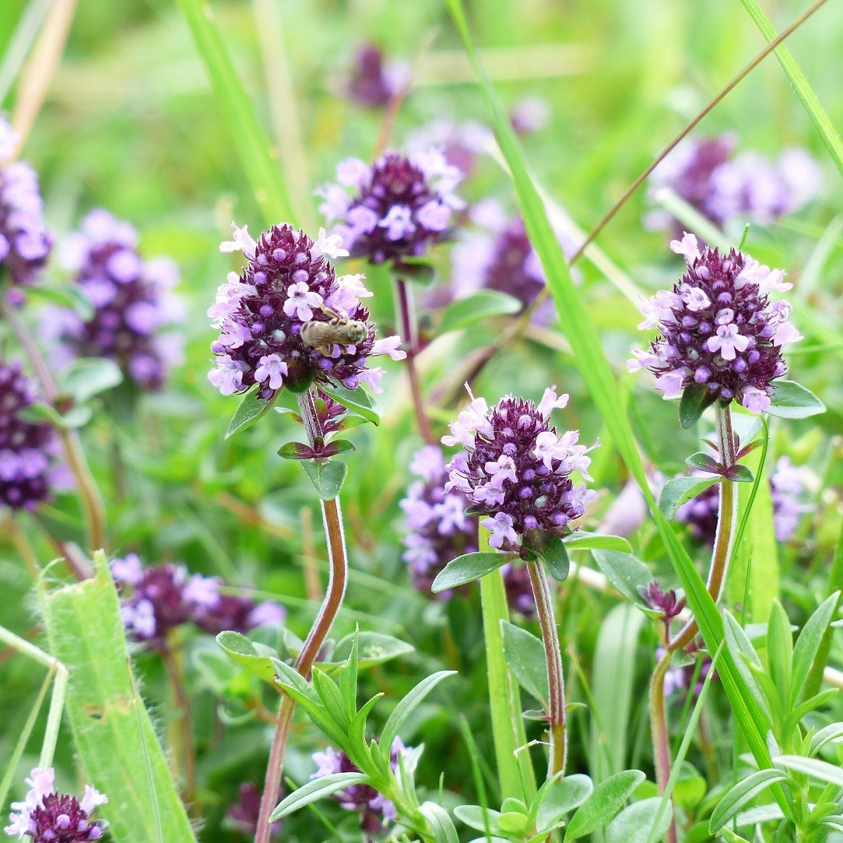Tymián obecný - Thymus vulgaris - semena tymiánu - 0,08 g