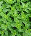 Máta kobercová Polej - Mentha pulegium - semena máty - 25 ks
