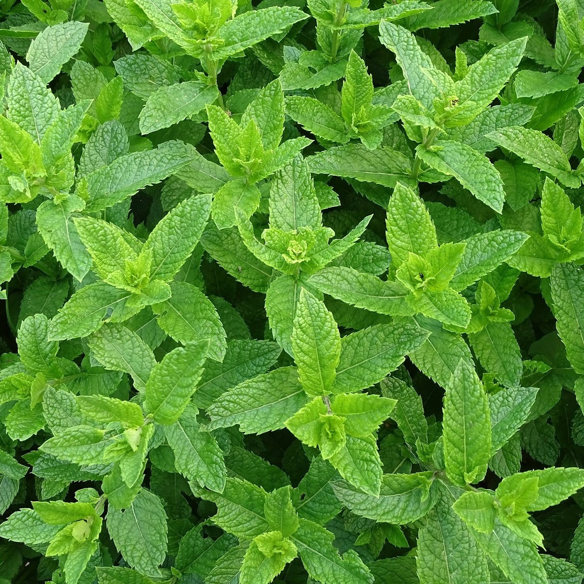 Máta kobercová Polej - Mentha pulegium - semena máty - 25 ks
