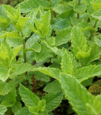 Máta dlouholistá - Mentha longifolia - semena máty - 20 ks