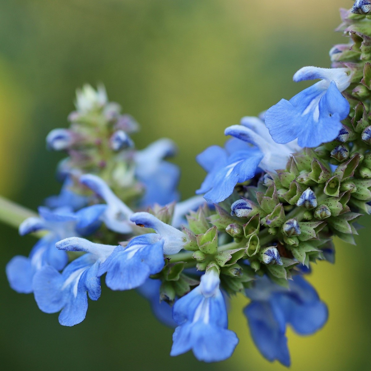 Chia - Salvia hispanica - semena chia - 10 ks