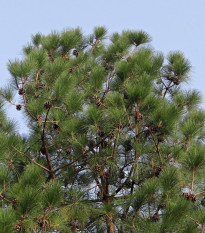 Borovice himalájská - Pinus wallichiana - semena borovice - 5 ks