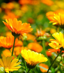 Měsíček lékařský Pacific Beauty Směs - Calendula officinalis - semena měsíčku - 30 ks