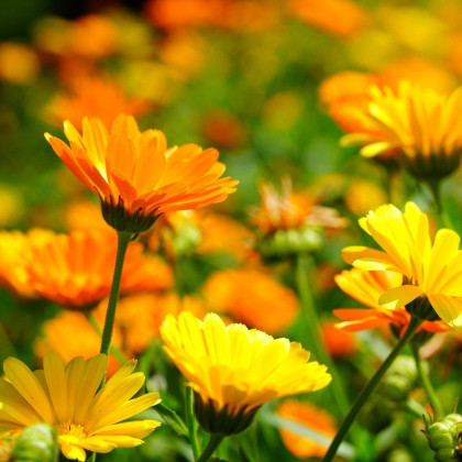 Měsíček lékařský Pacific Beauty Směs - Calendula officinalis - semena měsíčku - 30 ks