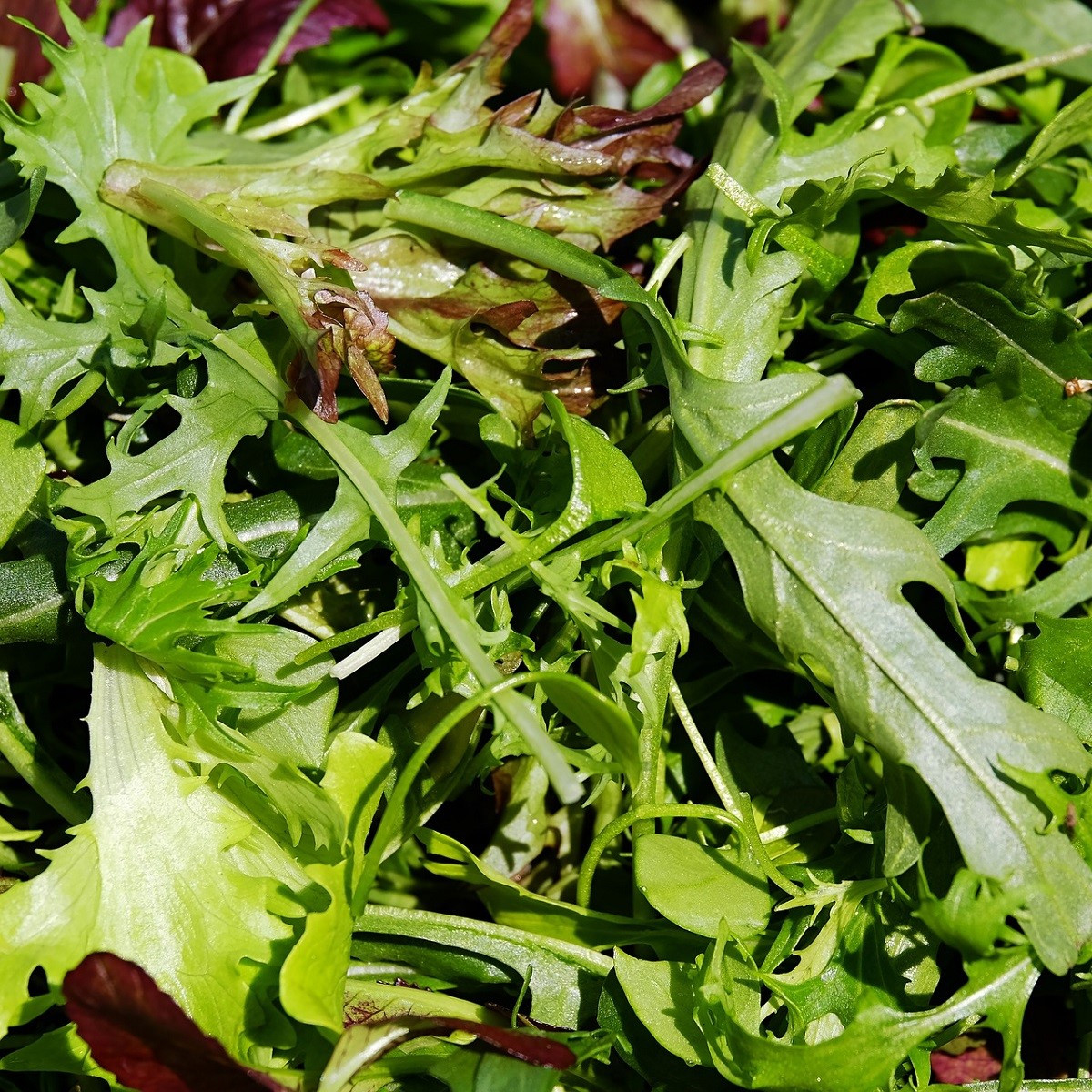 BIO Divoká roketa úzkolistá - Wild rocket - Křez - Diplotaxis tenuiflora - bio semena rokety - 250 ks