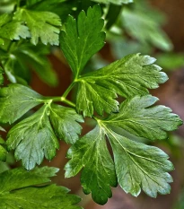 Petržel Amsterdam - Petroselinum crispum - semena petržele - 800 ks