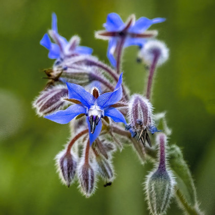 Brutnák lékařský - Borago officinalis - semena brutnáku - 20 ks