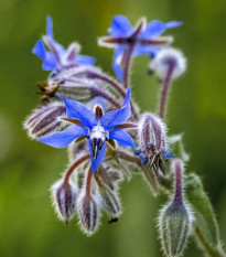 BIO Brutnák lékařský - Borago officinalis - bio semena brutnáku - 20 ks