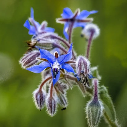 BIO Brutnák lékařský - Borago officinalis - bio semena brutnáku - 20 ks