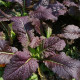 Hořčice červená Red - Brassica juncea - semena hořčice - 300 ks