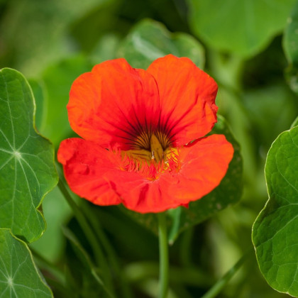 Nasturcja Niebieski Pepe - Tropaeolum majus - nasiona nasturcji - 15 szt.
