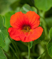 Nasturcja Niebieski Pepe - Tropaeolum majus - nasiona nasturcji - 15 szt.