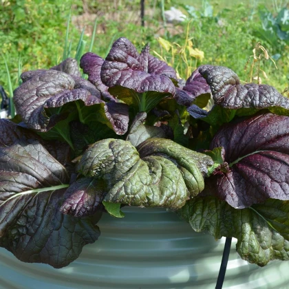 Mizuna Red Knight F1 - Japonská hořčice - Brassica rapa ssp. Japonica - semena mizuny - 400 ks