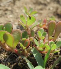 Portulaka warzywna Golden - Portulaca oleracea - nasiona portulaki - 100 szt.
