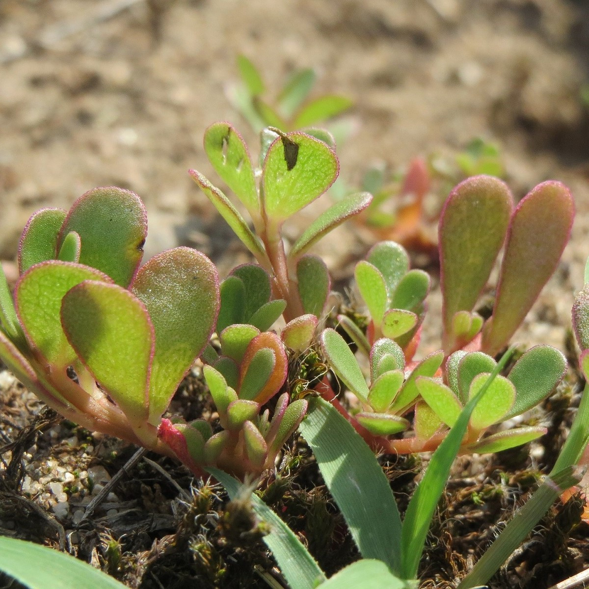 Portulaka warzywna Golden - Portulaca oleracea - nasiona portulaki - 100 szt.