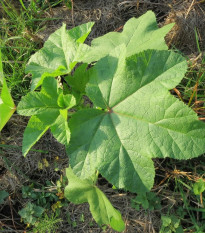 Sléz přeslenitý - Malva verticillata - semena slézu - 150 ks