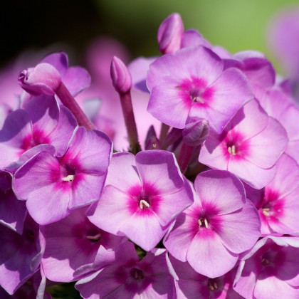 Plaménka fialová - Phlox - prostokořenné sazenice plaménky - 1 ks